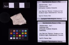 Foto (Objekt + Etiketten) von ? Brachyura indet. (NHMW-GEO-1990-0041-0439)